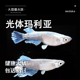 光体玛利亚观背青鳉观赏鱼新手入门冷水好养耐活可孵化古法养鱼缸