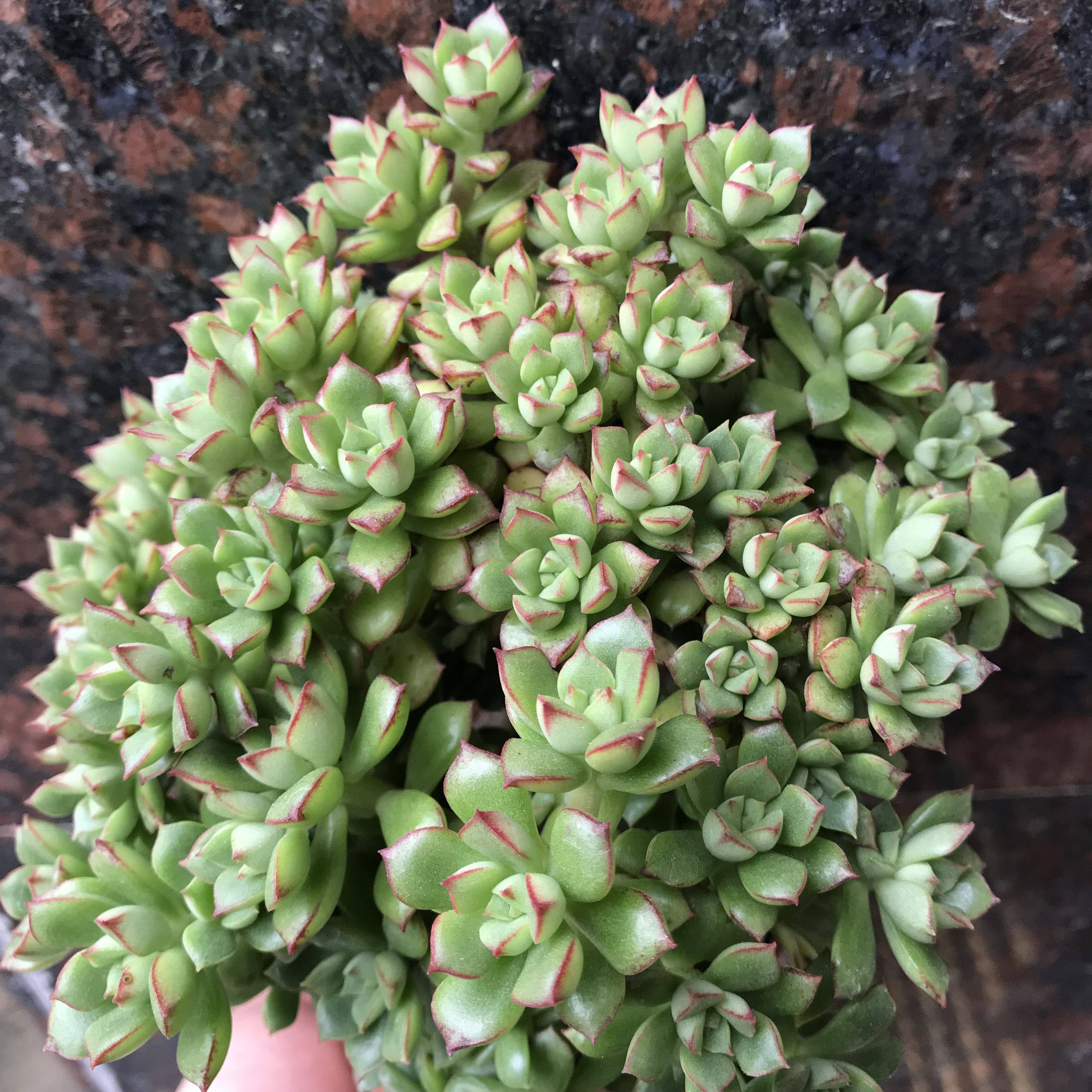 酥皮鸭老桩超大多头趣味多肉植物悬崖手捧花办公室呆萌小盆栽包邮