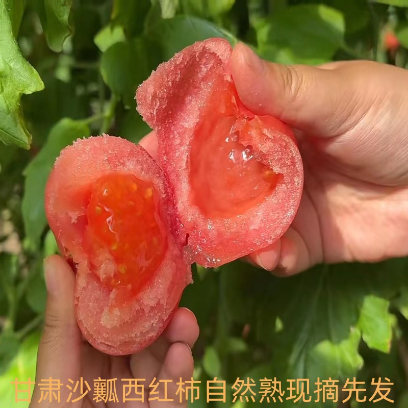 甘肃沙漠西红柿粉红沙瓤西红柿自然熟生吃番茄新鲜蔬菜水果包邮