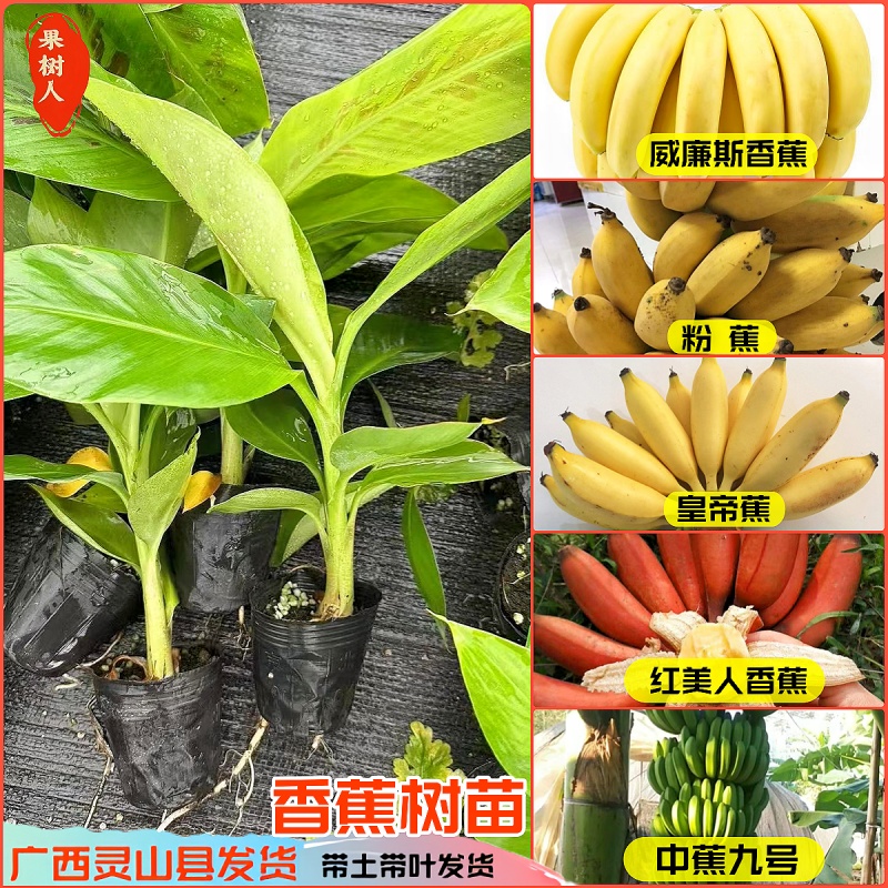 香蕉树苗矮化香蕉苗高产中蕉9号香蕉南方果树苗带土带叶当年结果