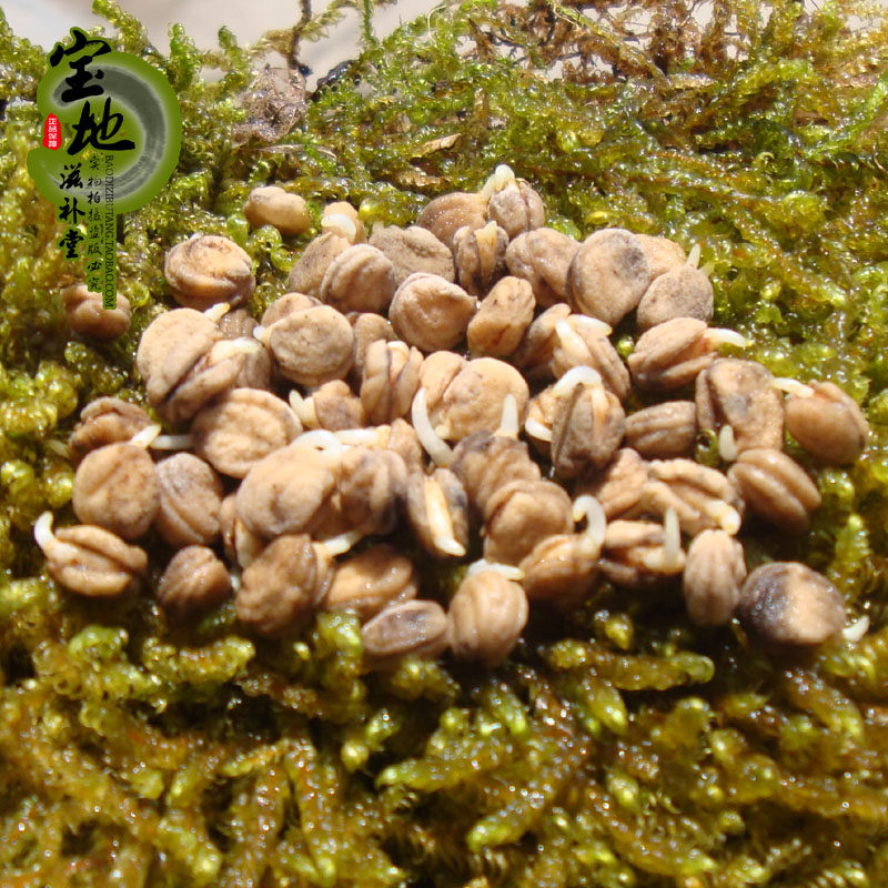 人参种子红参白参催芽籽野人参山参新品上市甩卖开口籽鲜种子新货