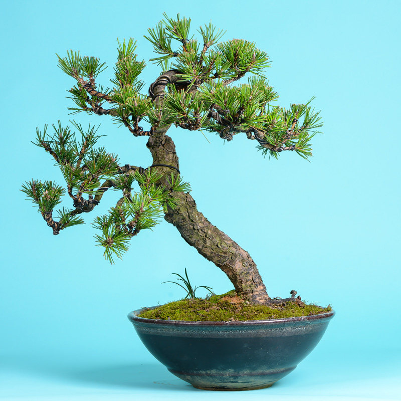 徽派盆景 松针盆景 高大挺拔 针叶浓绿