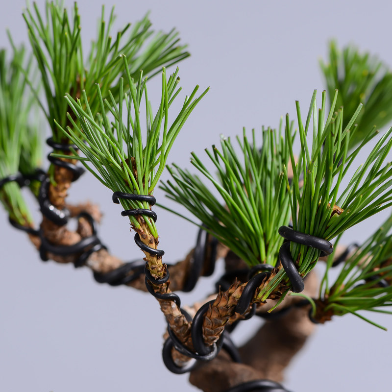 徽派盆景 黑松盆景 针叶浓绿 四季常青