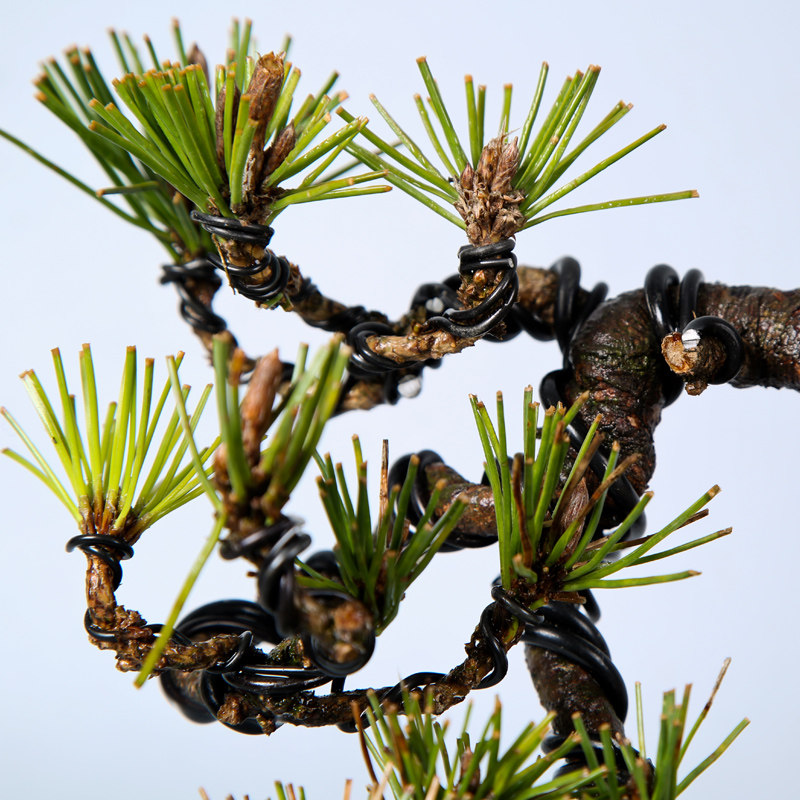 徽派盆景 黑松盆景 针叶浓绿 坚韧不拔