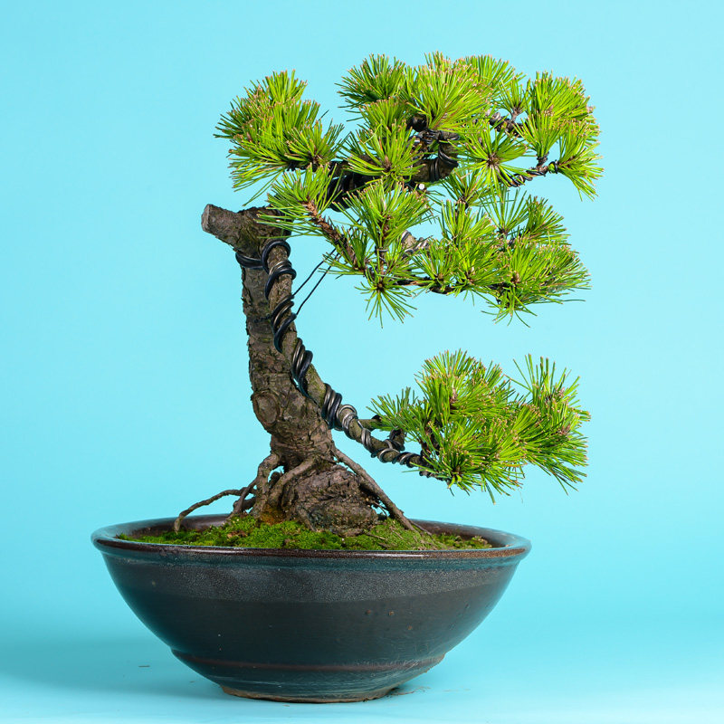 徽派盆景 松针盆景 姿态雄壮