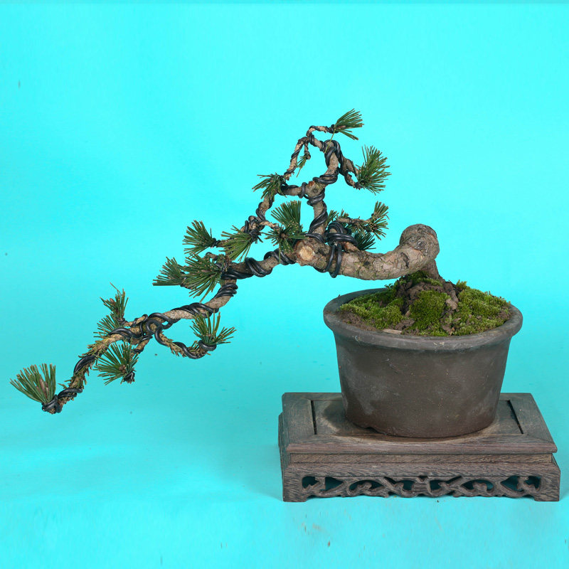 徽派盆景 黑松盆景 针叶油亮 生机勃勃