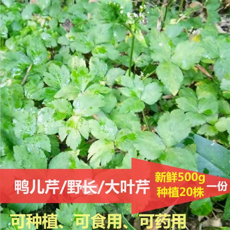 鸭儿芹野外新鲜三叶野蜀葵大叶芹种植利尿鸭脚板鹅脚板中药材包邮