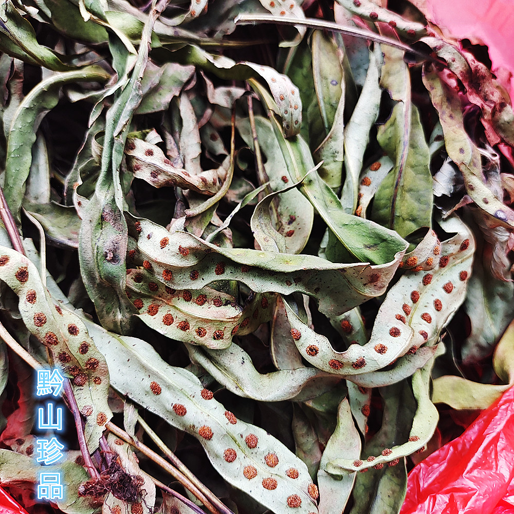 黄瓦韦晒干七星韦石大石大瓦中药材瓦韦鸡尾金鸡尾其他药食同源食品