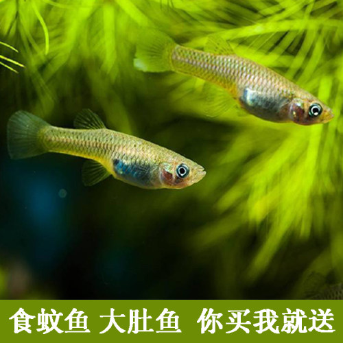 食蚊鱼鱼苗大肚鱼鱼苗柳条鱼淡水活体观赏食蚊鱼鱼苗包邮包活