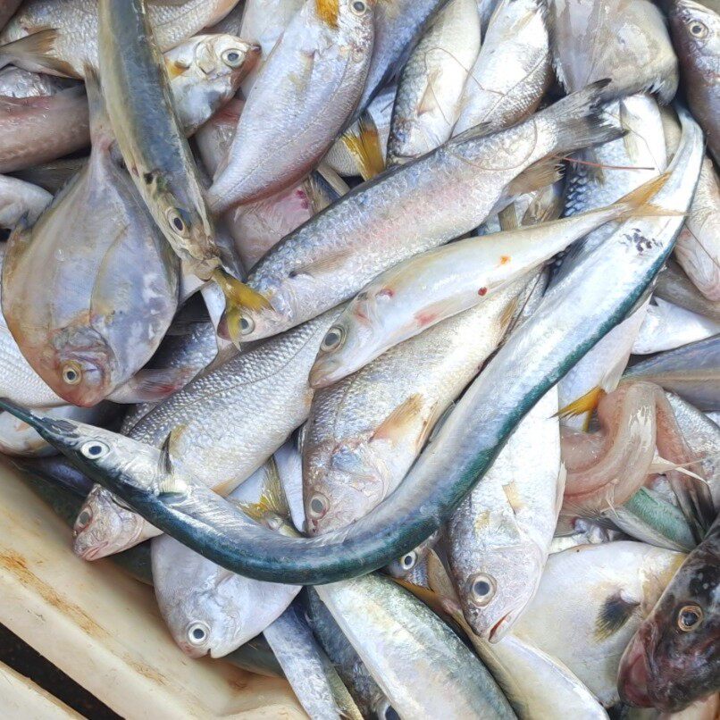 补差价链接广西北海海捕海鲜杂鱼现称现改价 大虾红虾解冻去头