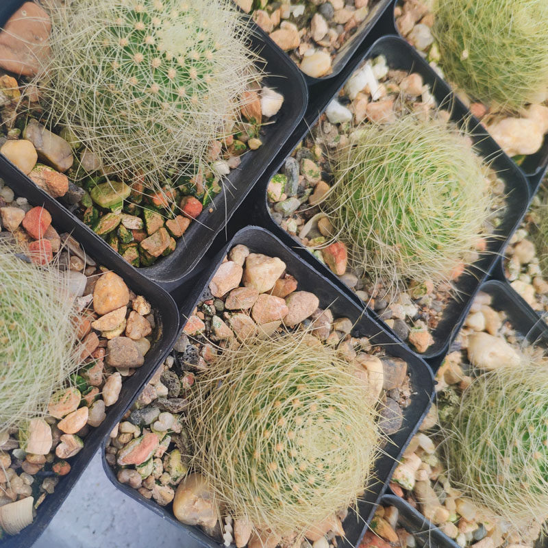 随心园艺智利球属银翁玉高端仙人球窗台桌面精品绿植