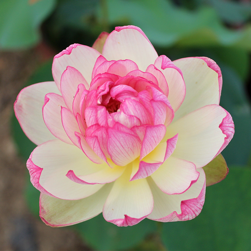 金丰园艺惊艳中型荷花红粉复色重瓣丰花碗莲藕带根苗花卉包对版