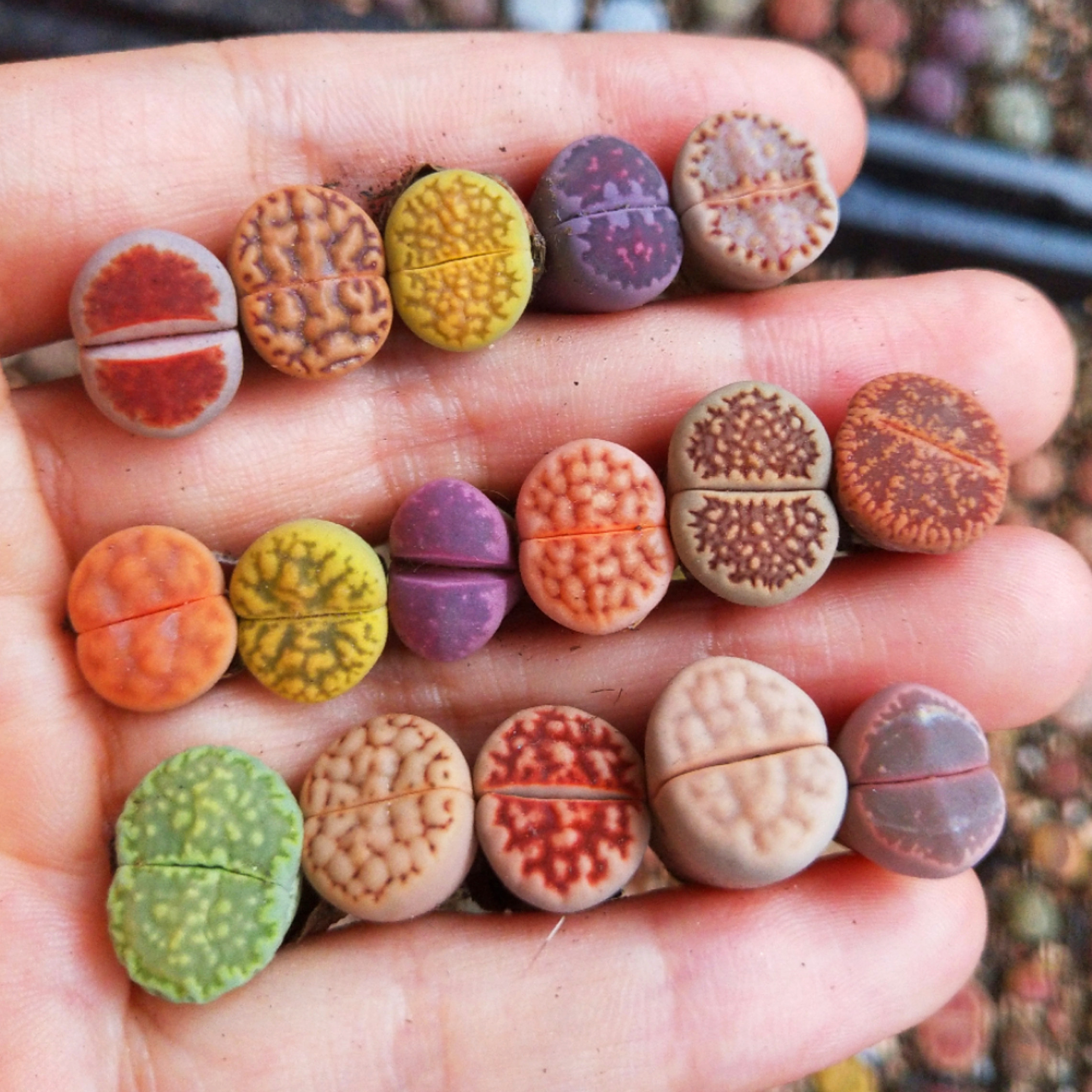 9生石花多肉盆栽室内套餐组合老桩pp超大稀有品种多肉植物带盆栽好已