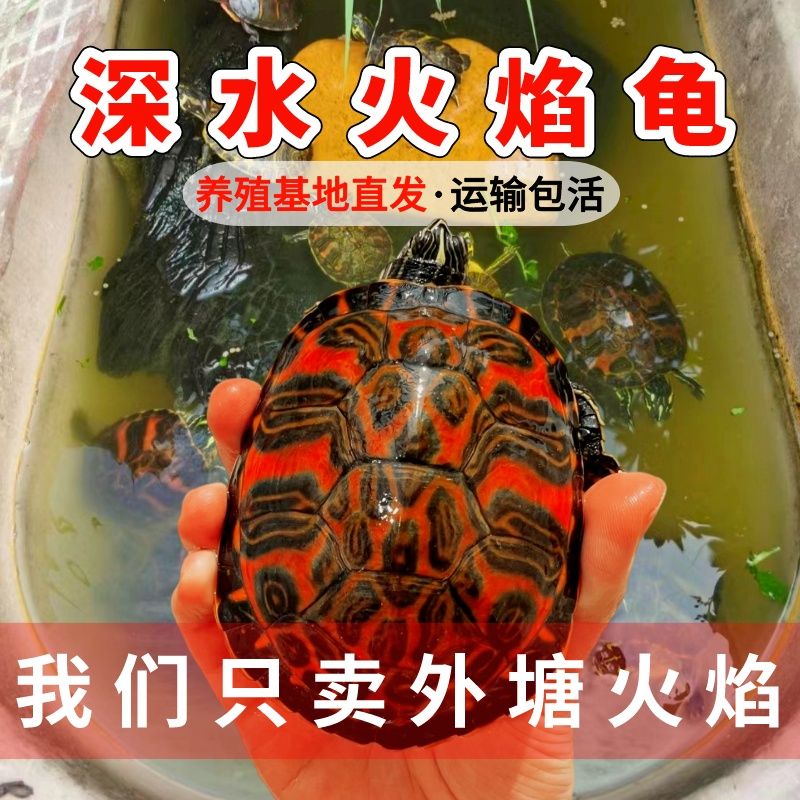 深水火焰龟苗宽纹吃菜龟宠物鱼缸混养