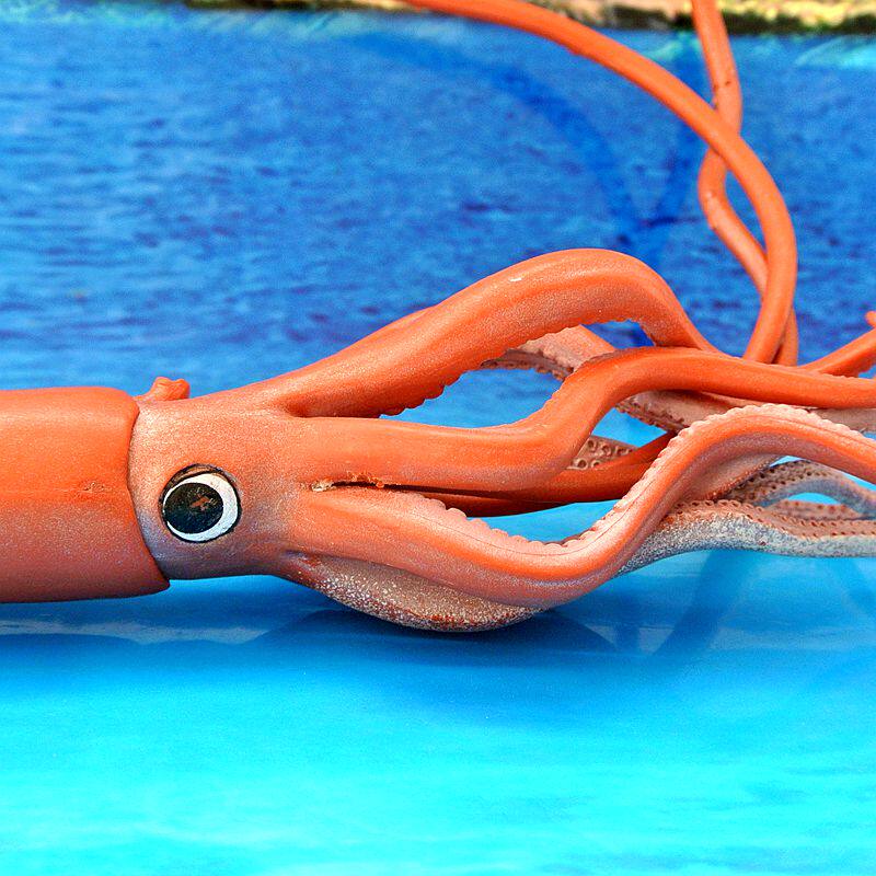 美国safari正品海洋生物教学模型大乌贼(巨型鱿鱼 大王乌贼)