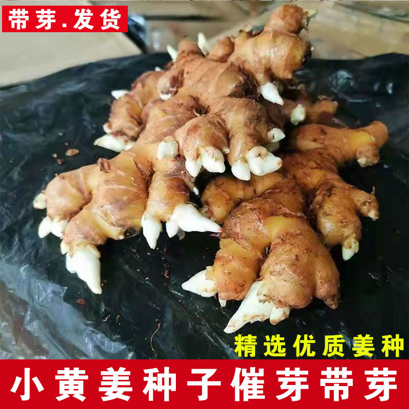 生姜种子小黄姜催芽带芽黄姜种籽大姜老姜种籽种子3斤姜苗芽种子