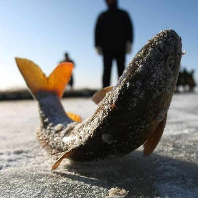 查干湖鲤鱼15斤一箱多条鲜活冬捕鱼淡水鱼