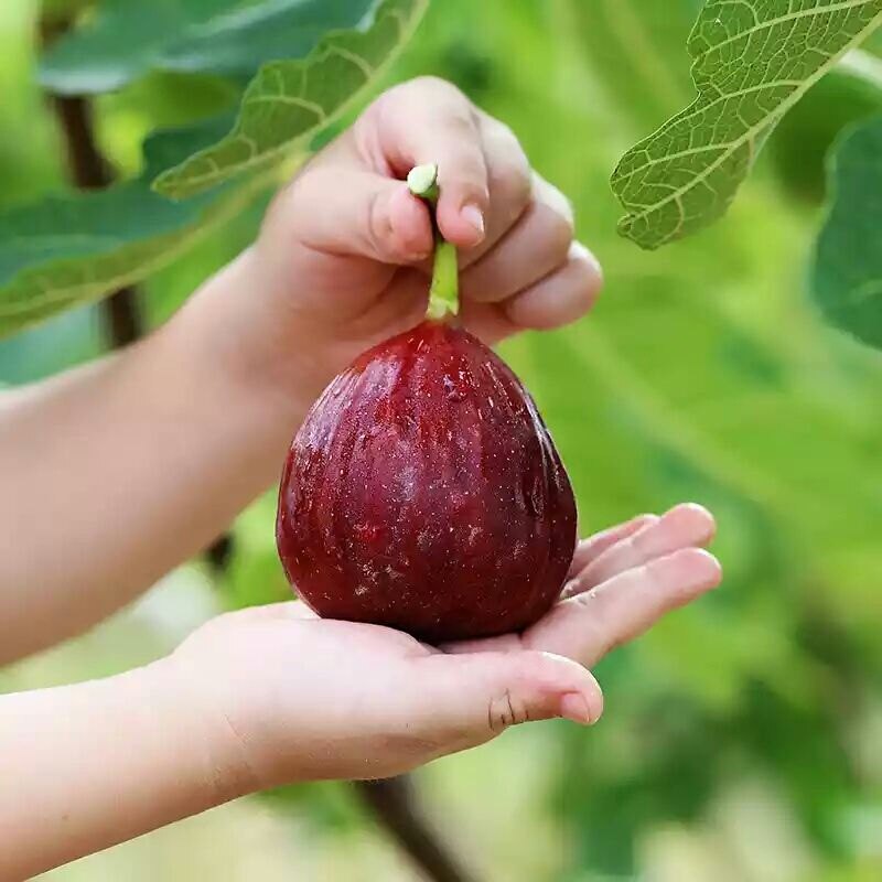无花果树苗南北方庭院种植盆栽地栽当年结果特大矮化波姬红果树苗