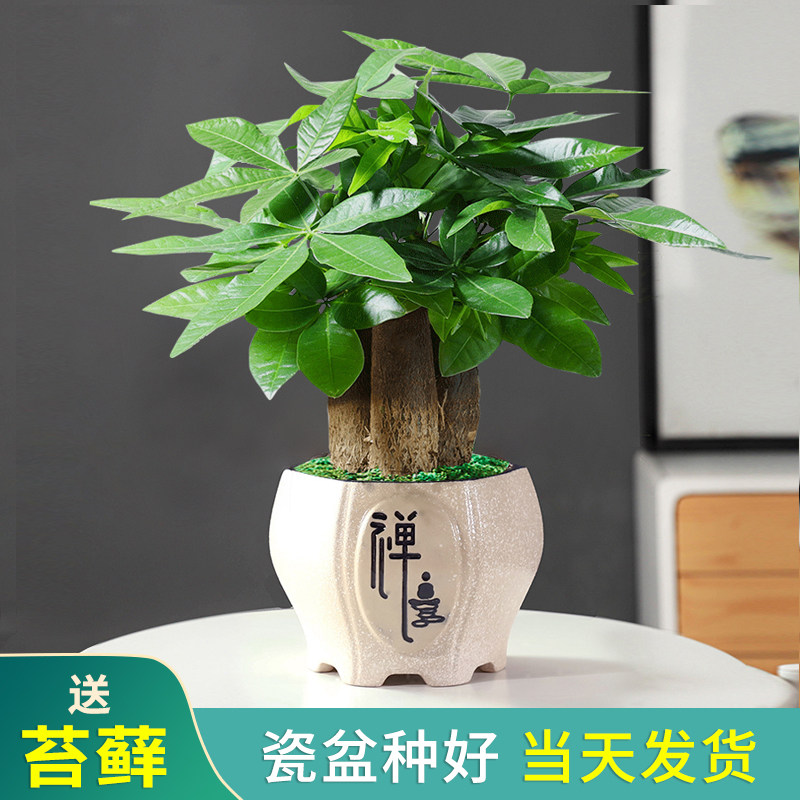 摇钱树盆栽-特价促销-优惠券领取-价格|多少钱|什么牌子好-35优惠券网