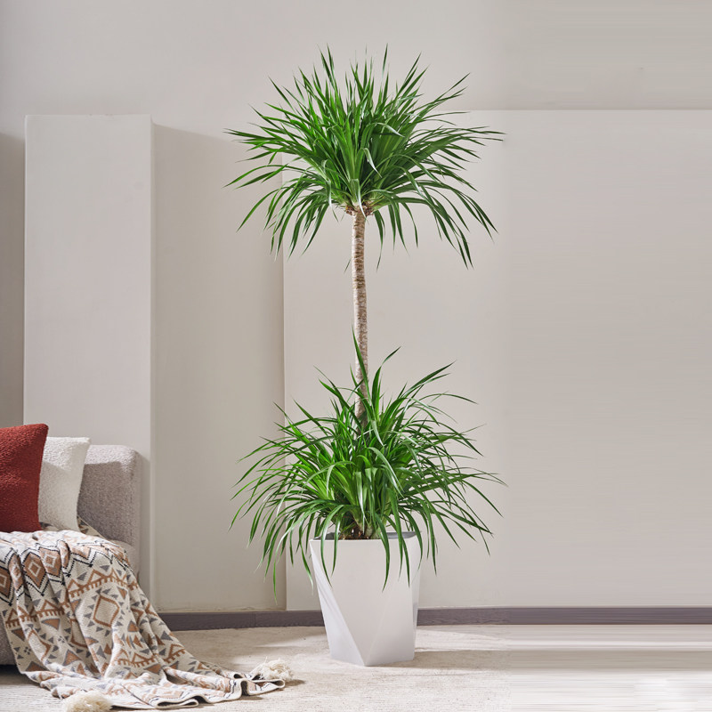 【直播专属】龙血树单杆盆栽大型室内绿植风水龙须树  一物一拍