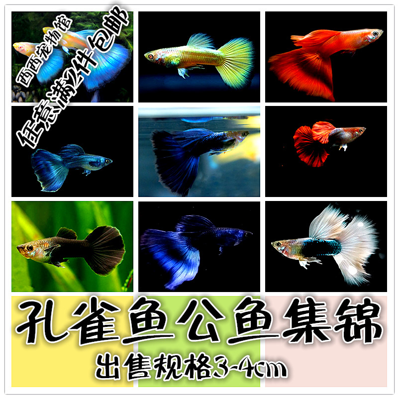孔雀鱼公鱼免邮孔雀鱼体小孔雀鱼怀孕母快生的孔雀鱼鱼苗纯色公鱼在类目 宠物/宠物食品及用品, 水族世界, 鱼中 - 来自Buy2taobao.com提供专业的淘宝代购服务