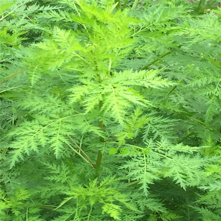 中药材青蒿野生黄蒿臭蒿苦蒿香苦草新鲜干货正品500克包邮