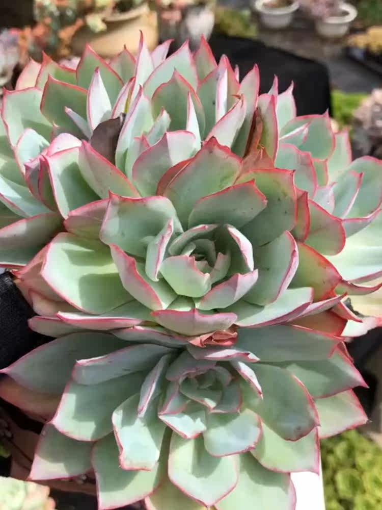 多肉植物花卉一物一拍云南精品萌肉盆栽小芳菠萝园艺 薄叶蓝光群