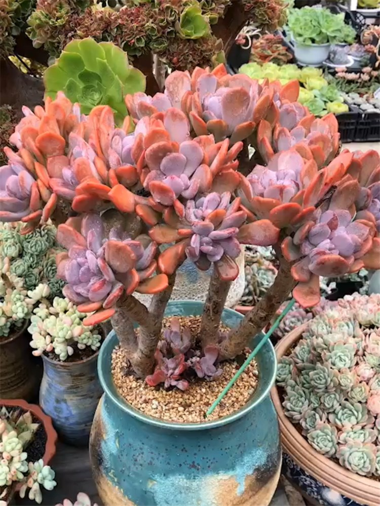 多肉植物一物一拍云南精品萌肉盆栽小芳菠萝 灰姑娘超大老桩群生