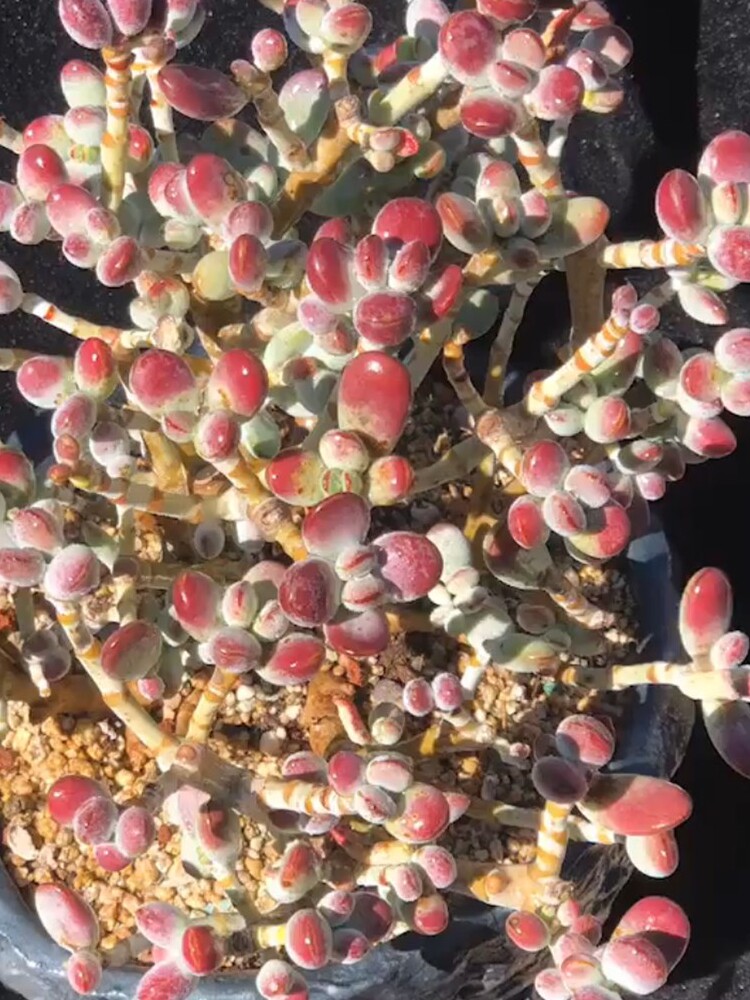 多肉植物花卉一物一拍云南精品萌肉小芳菠萝 超大丸叶乒乓福娘