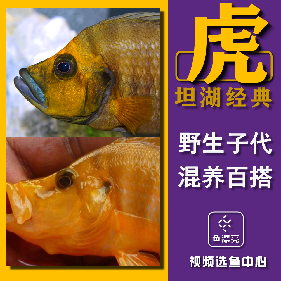 虎鱼-特价促销-优惠券领取-价格|多少钱|什么牌子好-35优惠券网站