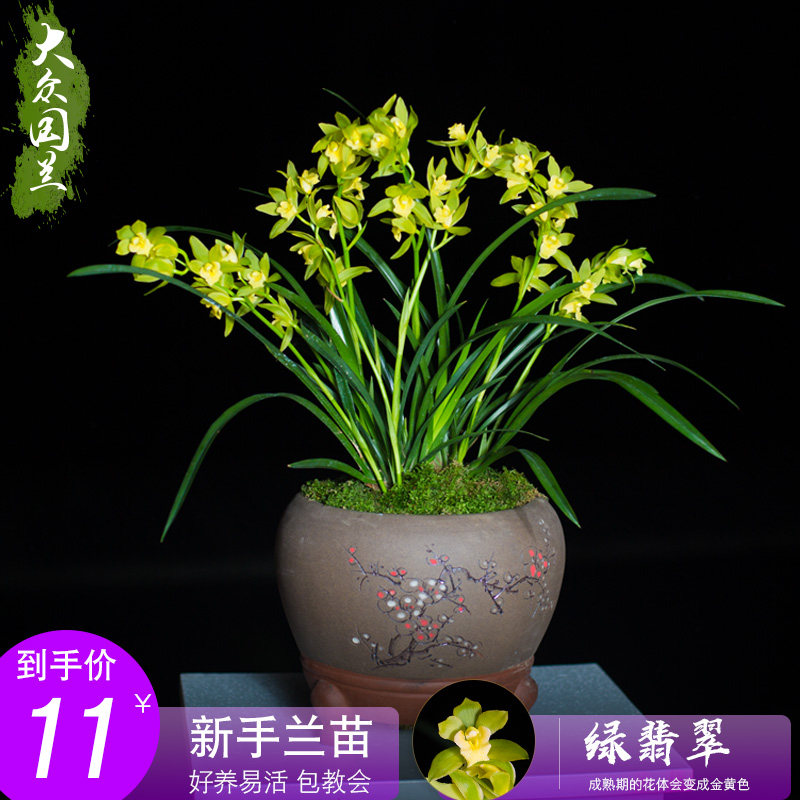 刘阁兰花苗 建兰多瓣奇花峨眉牡丹 夏带花苞出售室内好养花卉盆栽