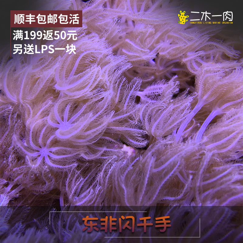 东非闪千手珊瑚 会抓水 LPS闪千手珊瑚 活体珊瑚 海水鱼 顺丰包邮|ruв категории животное/Животное питание и принадлежностей, аквариум мира, Другие аквариум домашних животных - от Buy2taobao.com для оказания профессиональной услуги покупки агента Taobao