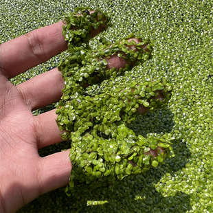 水葫芦浮萍水草植物造景净化水质的养龟缸养鱼缸用品漂浮水芙蓉苗