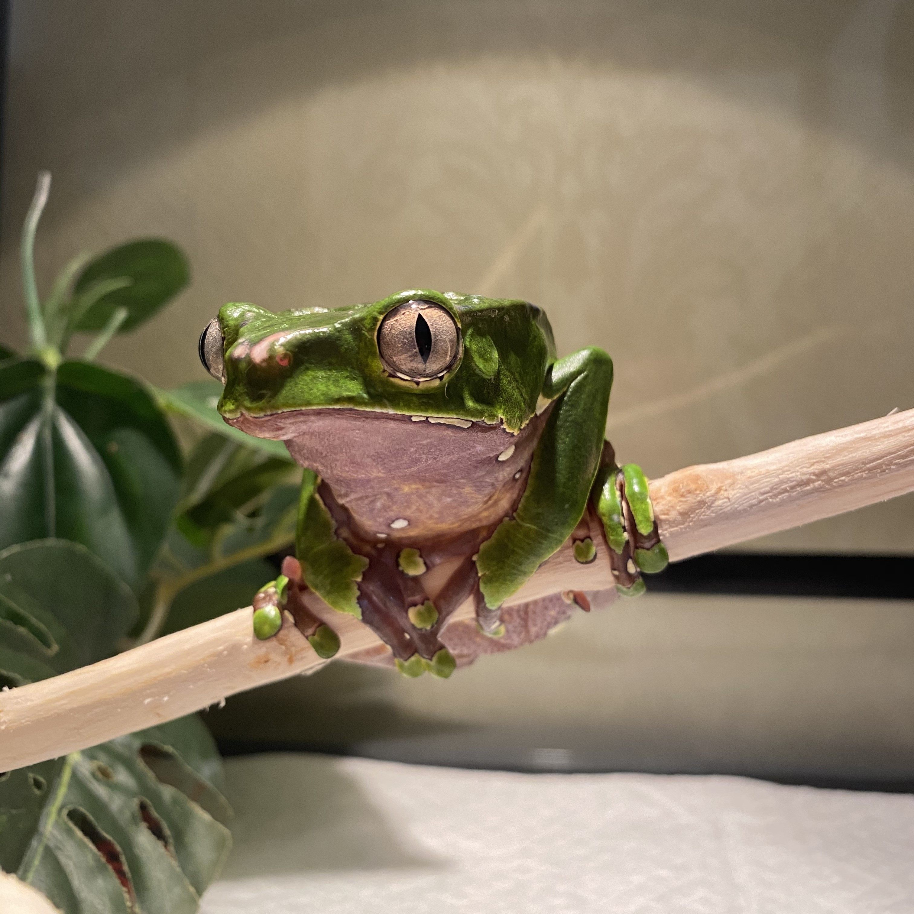 宠物蛙品牌精品汇聚_价格大全 pc版 第26页-最宠网