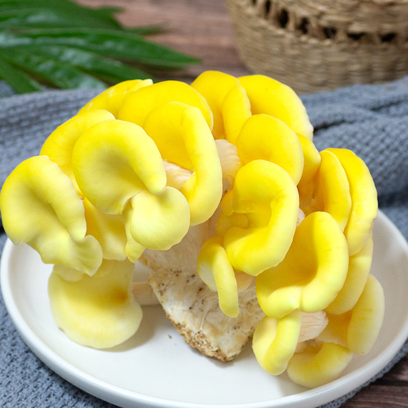 云南鸡油菌 新鲜 榆钱菌 新鲜菌菇鸡油黄菌子 非干货 火锅食材