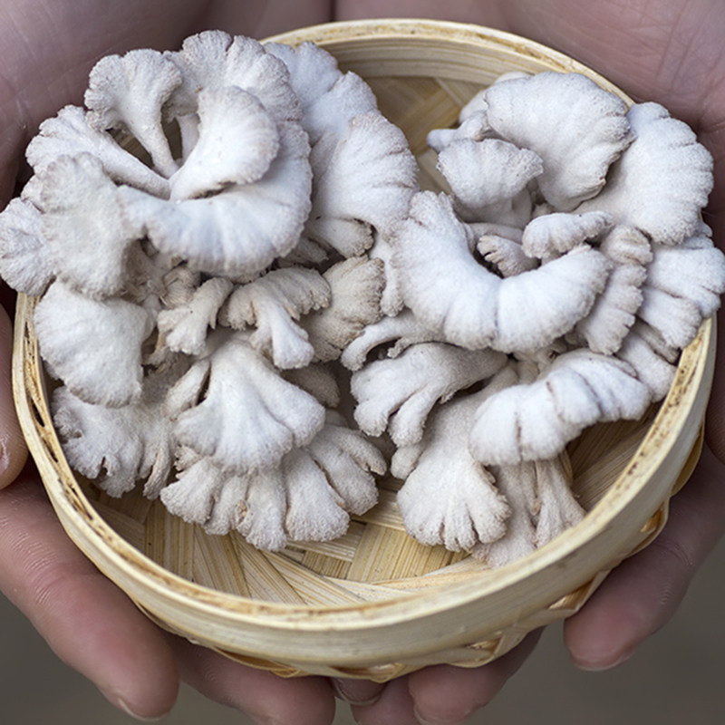 新鲜白参菌500克顺丰包邮新鲜菌菇云南特产白参新鲜