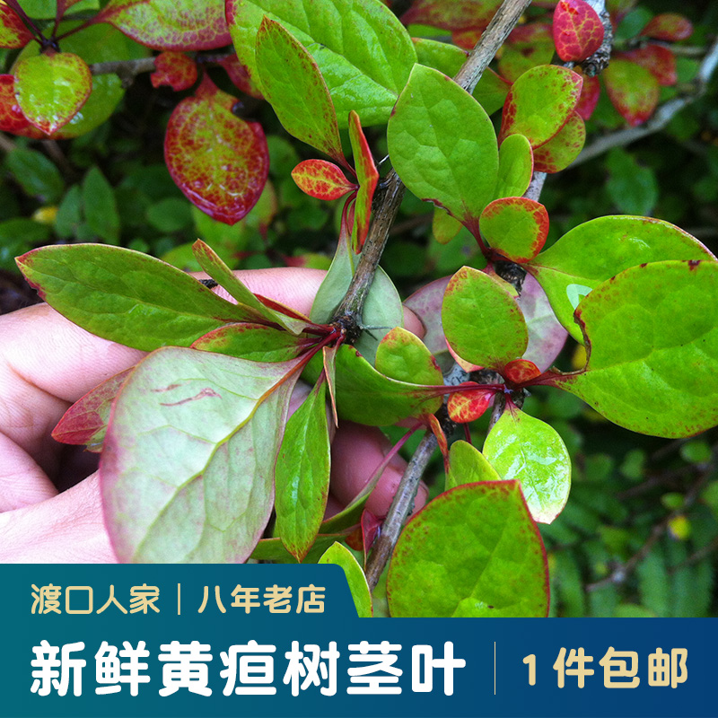 无锡黄疸树茎叶新鲜现采药材三颗针庐山小檗根枝叶子树干黄丹树