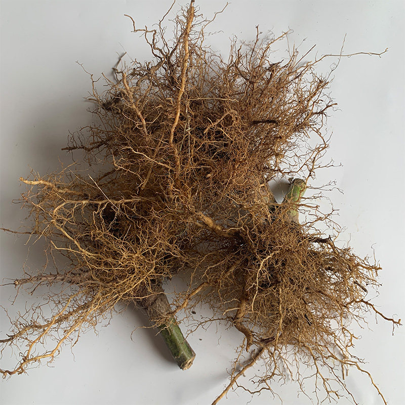 包邮新鲜芝麻根茎秆也有茎梗入药麻子树根秸秆白黑芝麻杆干药材苗