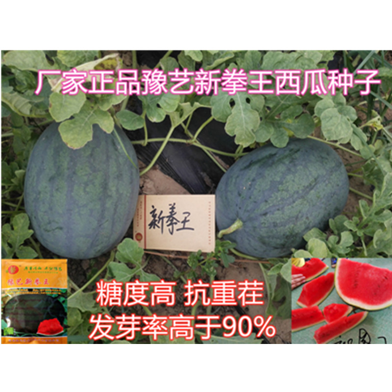 新款露地抗重茬豫艺西瓜种子龙卷风黑小宝新拳王冰糖西瓜黄肉京欣