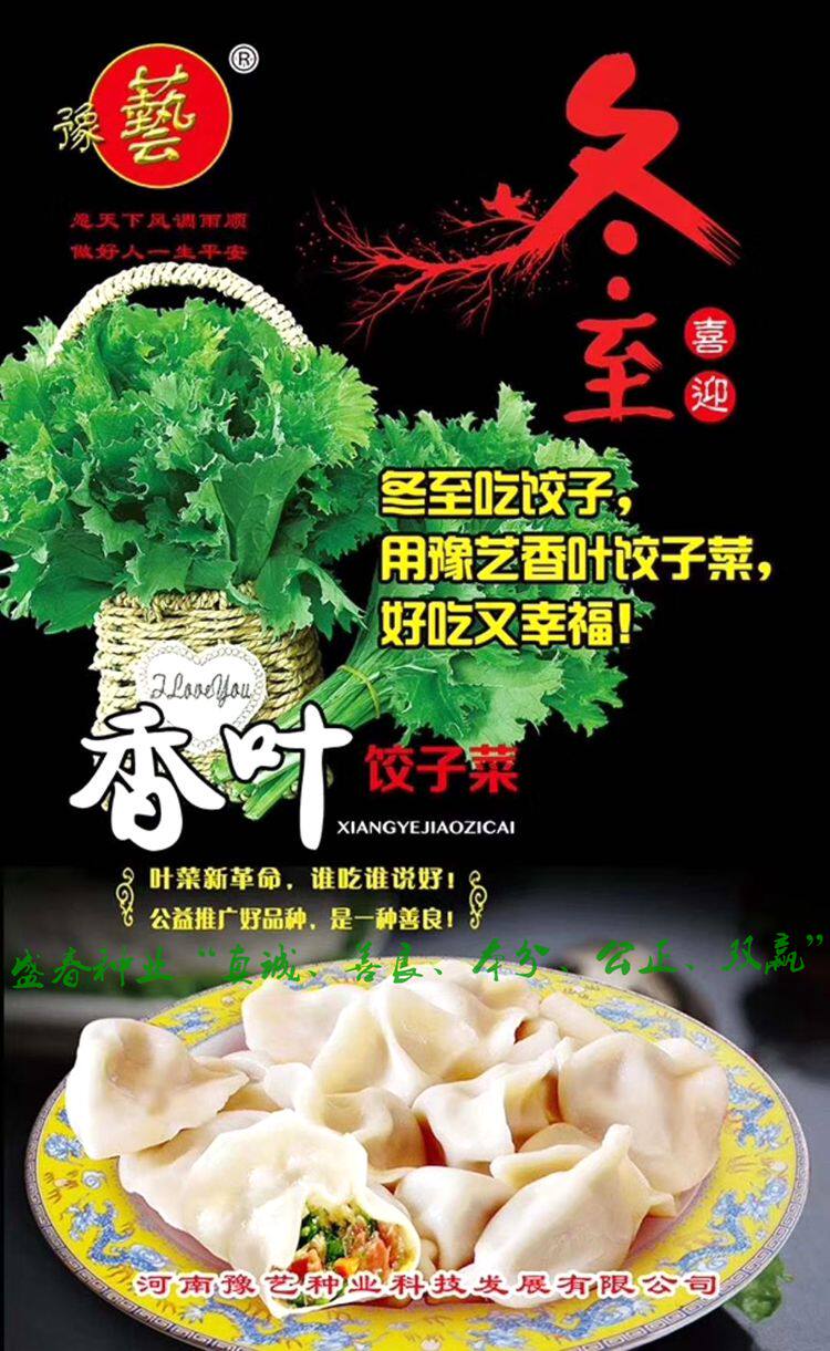 新款豫艺种业香叶饺子菜种子 好吃好种不易生虫 西瓜视频同款包邮