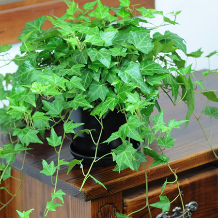 常春藤_常春藤吊兰篮盆栽植物常青藤花卉装修房净化空气吸甲醛苯室内