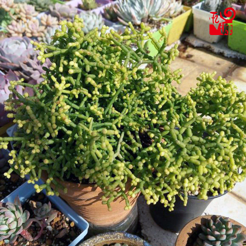 忆源园艺木偶人奇趣多肉植物莲藕群生办公办公室多肉植物