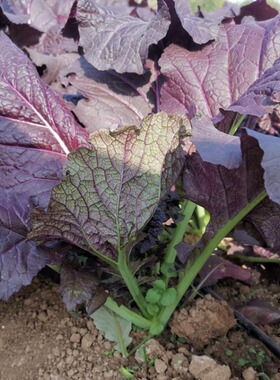 紫芥菜苗紫色泡青菜大芥菜蔬菜种子