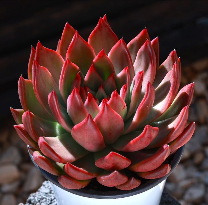 红色大型多肉植物弗兰克稀有罕见贵货室内阳台花卉稀有绿植盆栽