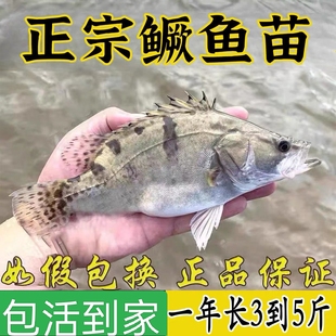 桂花鱼苗优质鳜鱼苗快大好养路亚淡水活体鳜鱼翘嘴桂肉食白鳜贵鱼