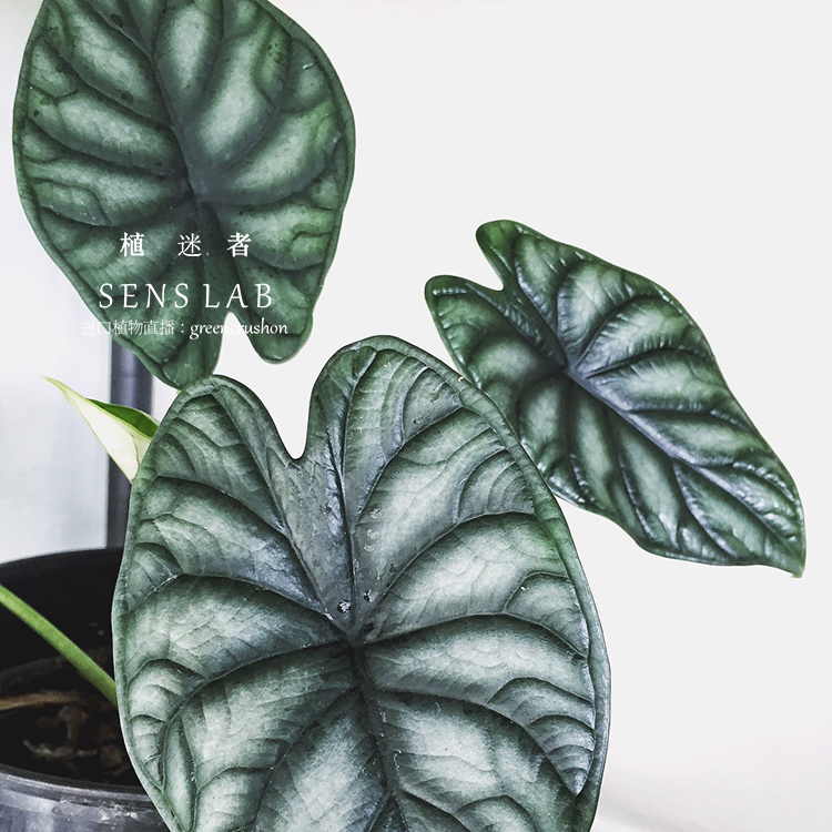 顺丰龙鳞海芋 dragon scale alocasia 14cm盆荷兰进口