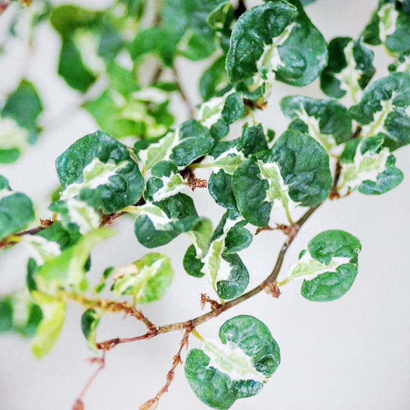 花叶薜荔斑叶小叶霹雳考拉金心室内室外观叶绿植物小盆栽垂吊爬藤