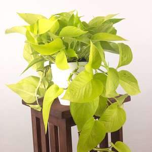金叶绿萝doroq多洛库黄金葛室内绿植办公室耐阴耐热水培植物好养