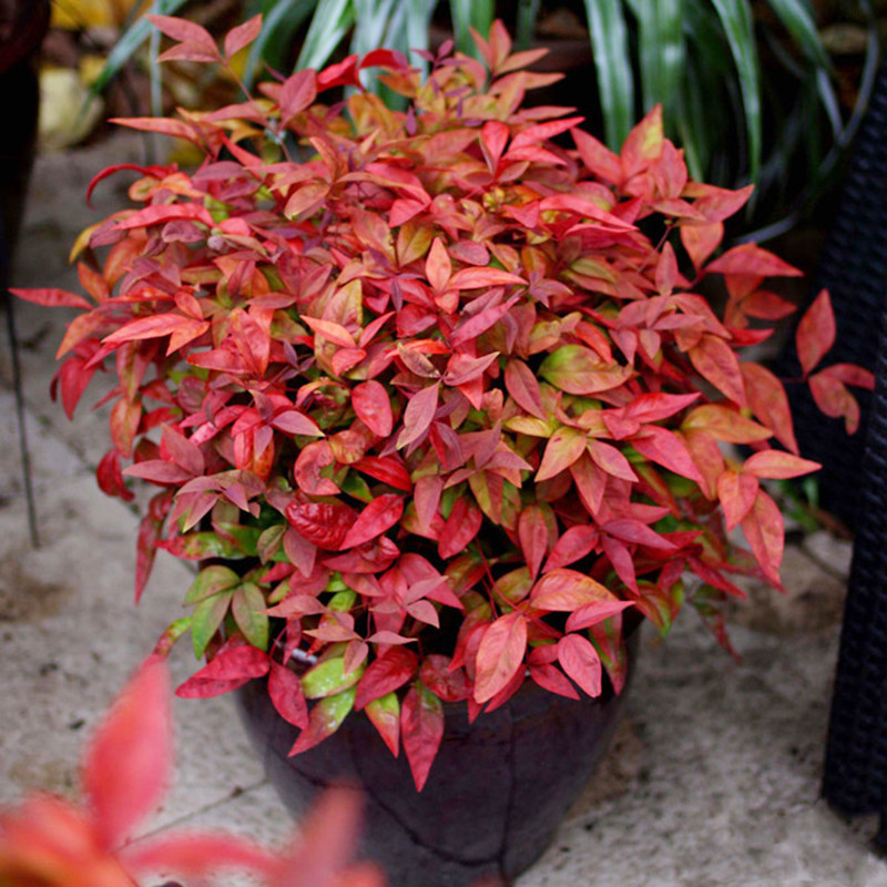 洛库-特价促销-优惠券领取-价格|多少钱|什么牌子好-35优惠券网站