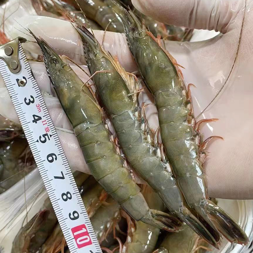 【青壳大条虾】 东海野生海捕滑皮虾条虾 1斤约38只 2斤
